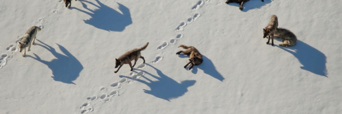 Aerial photo of a pack of wolves in the snow