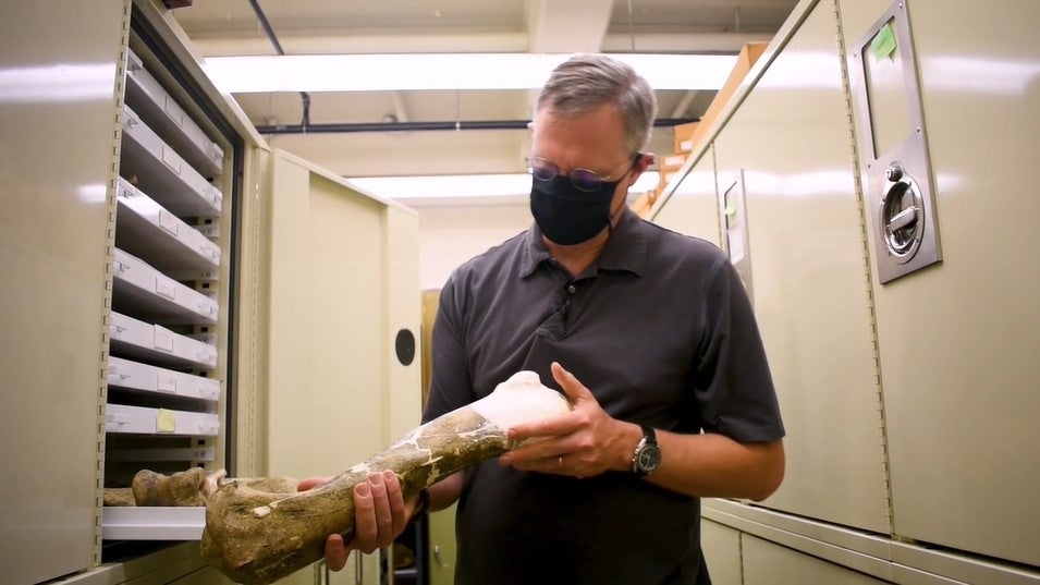 Museum paleontologist in the collections vaults