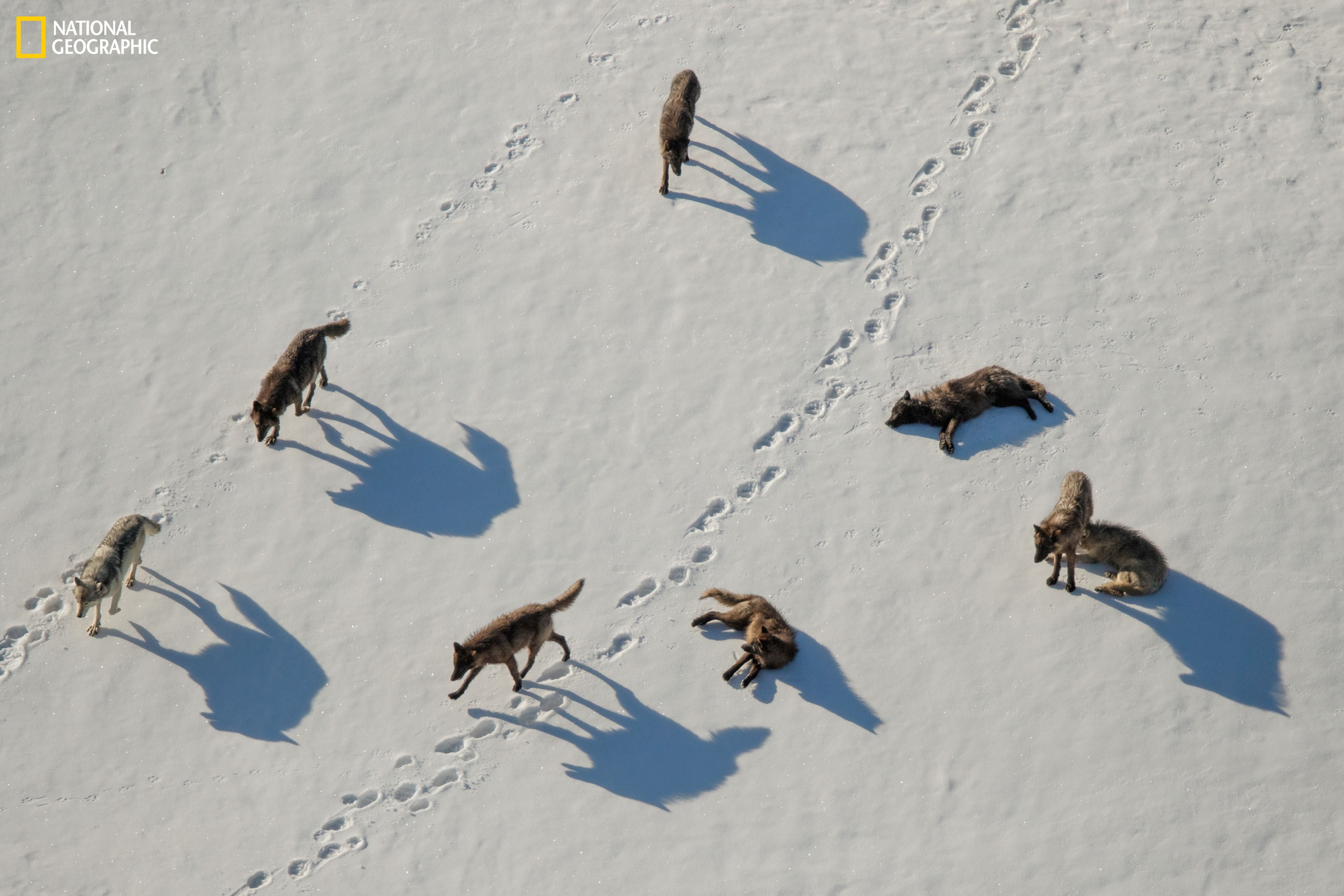 A pack of wolves walking in the snow.