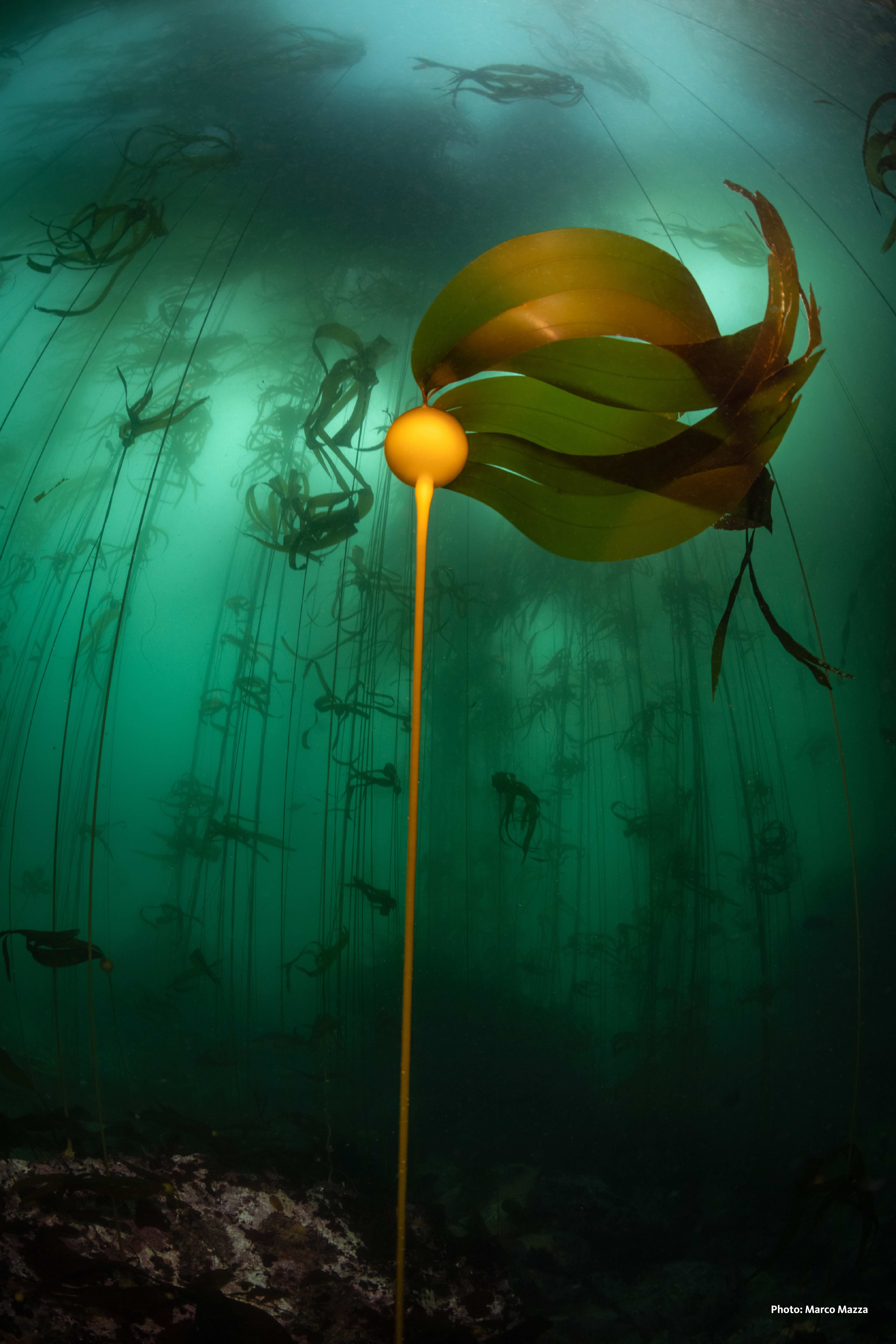 Photo of a kelp forest taken underwater. Photo by Marco Mazza