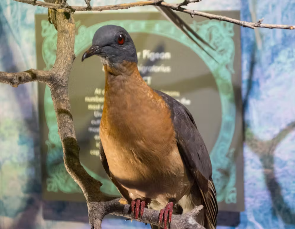 Passenger pigeon.