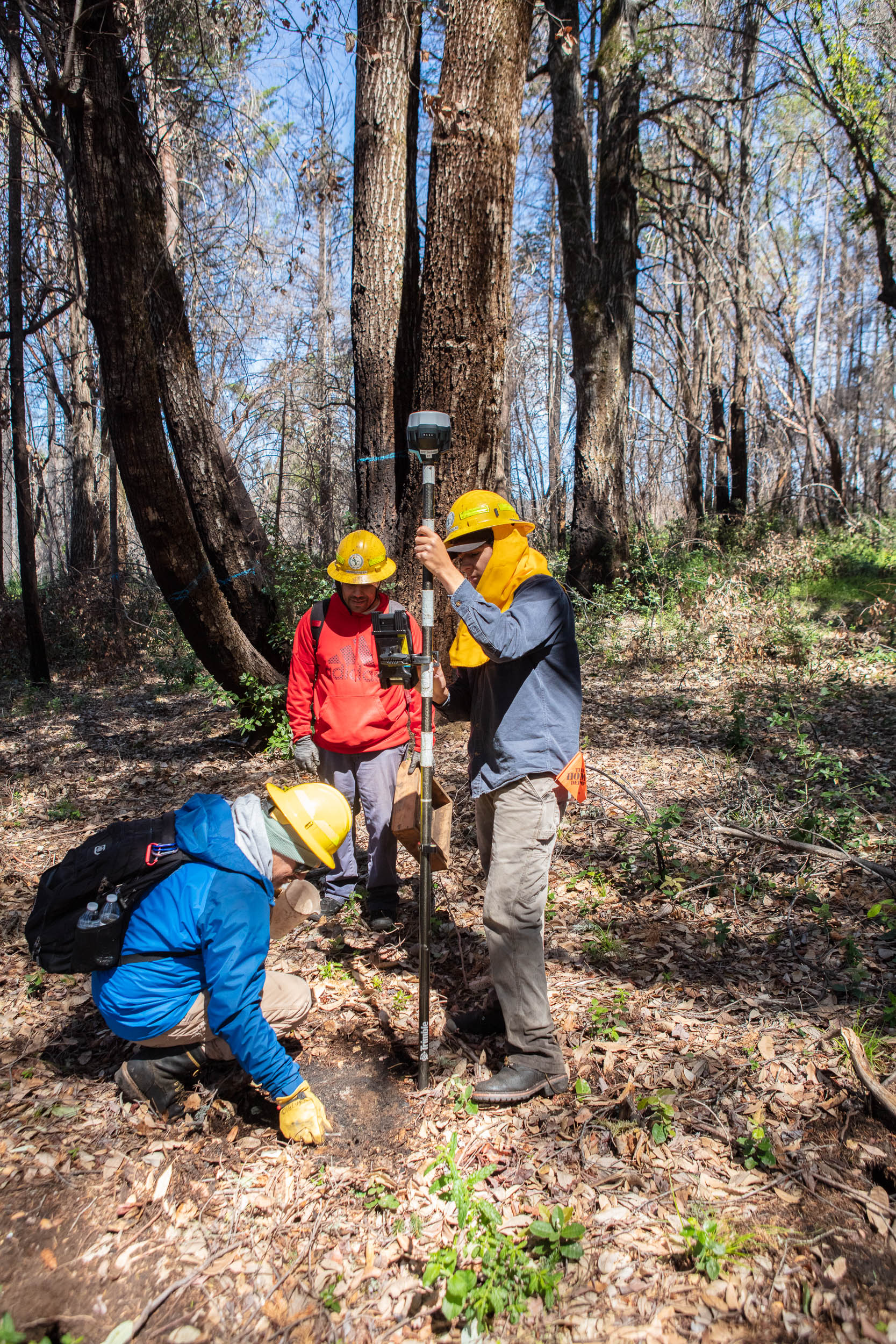 Three people hold an archaeological survey pole in a forest