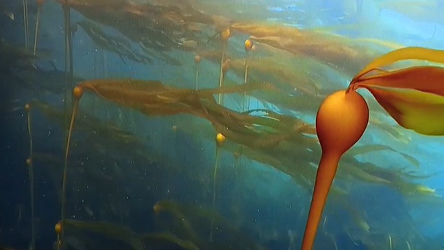 Photo of Kelp