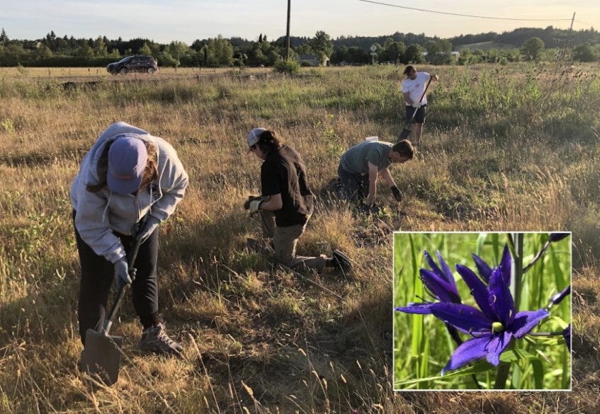 Four people dig in a field in search of camas.