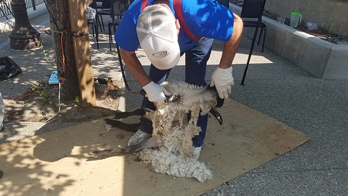 Greggorio Cartaberria demonstrates sheepshearing.