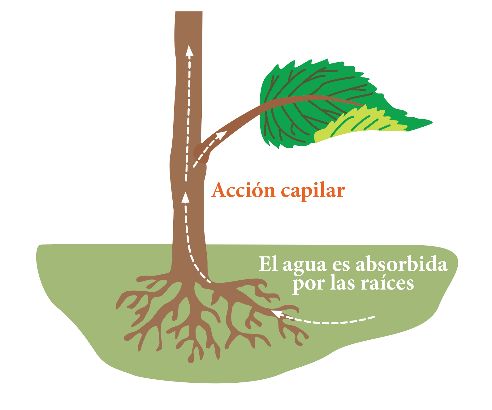 Capillary Action SPANISH.png
