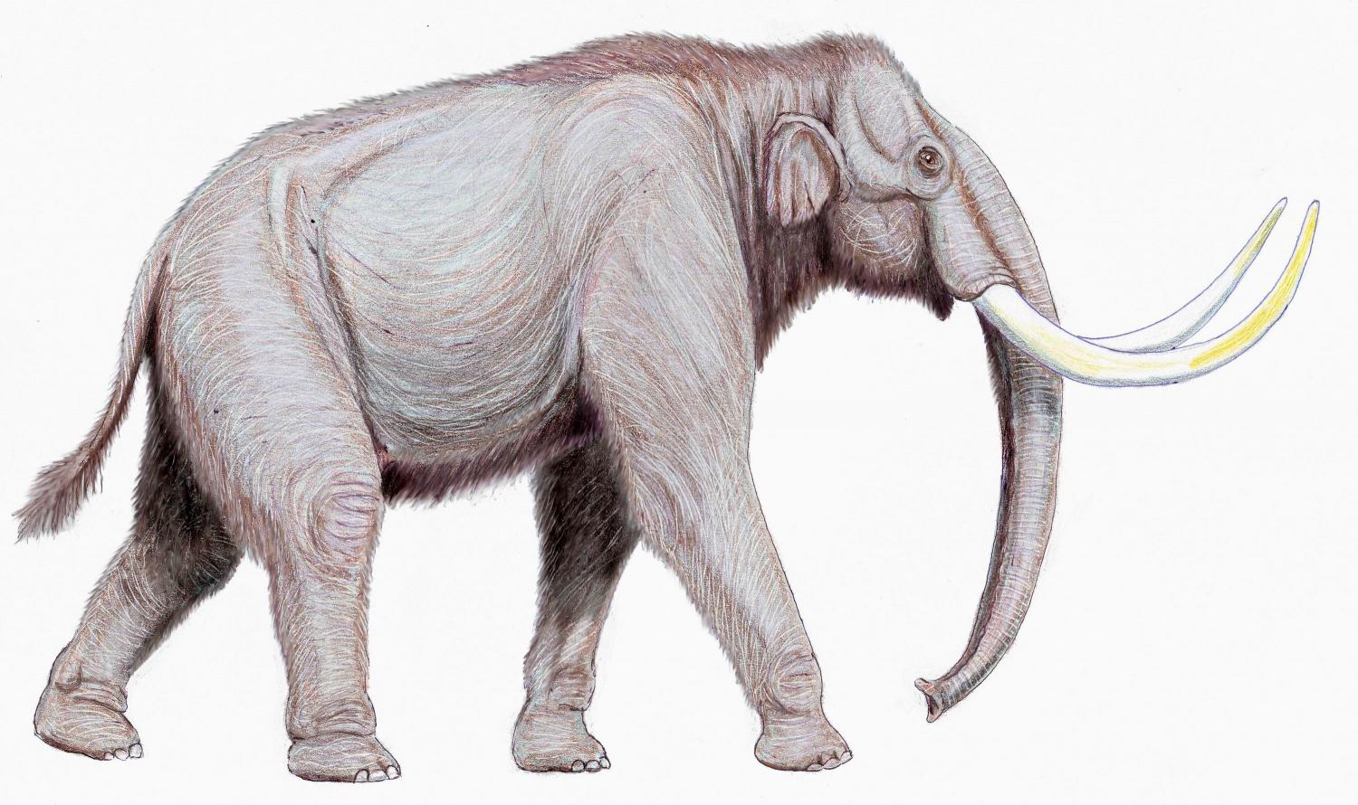 Columbian Mammoth.jpg