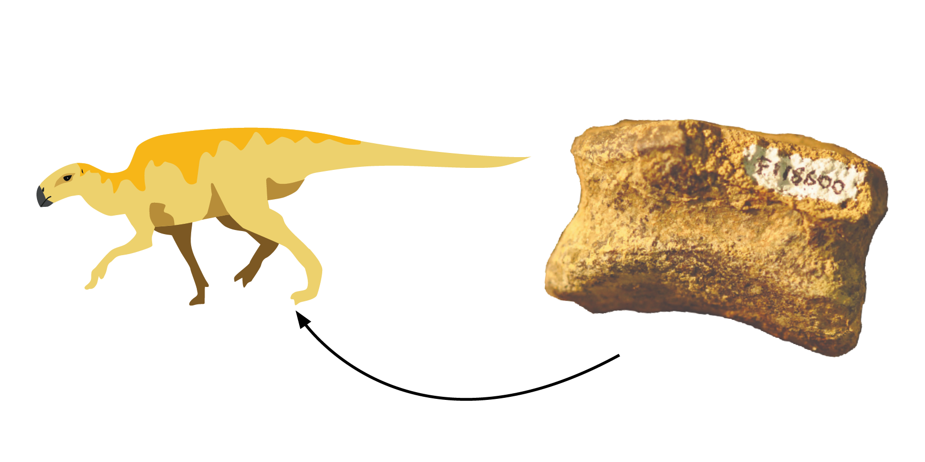 Dinosaur toe bone