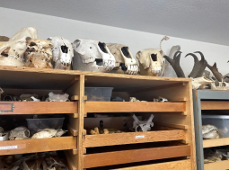 Fossils on shelves