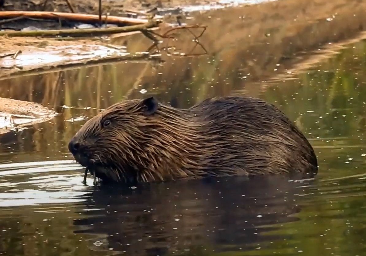 Beaver sits contemplatively in a pond.jpg