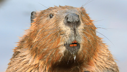 Beaver