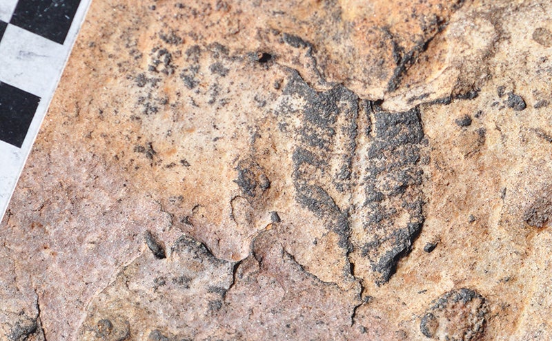 ediacaran_fossil-namibia.jpg