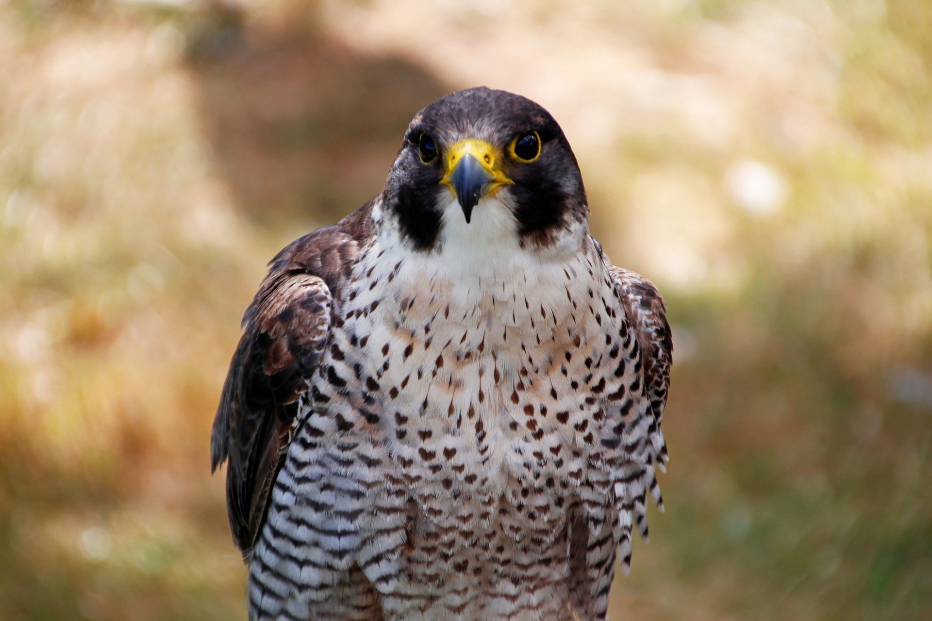 peregrine-falcon-3616708_1920.jpg