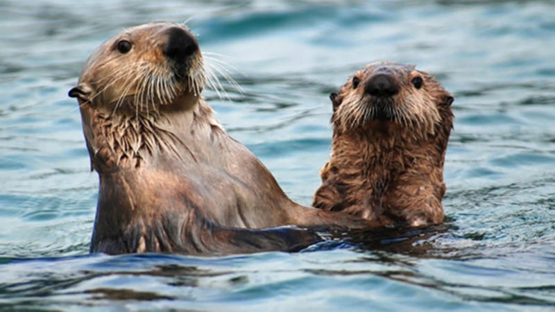 sea_otters-alaska-stock_image_by_ryan_wolt.jpg