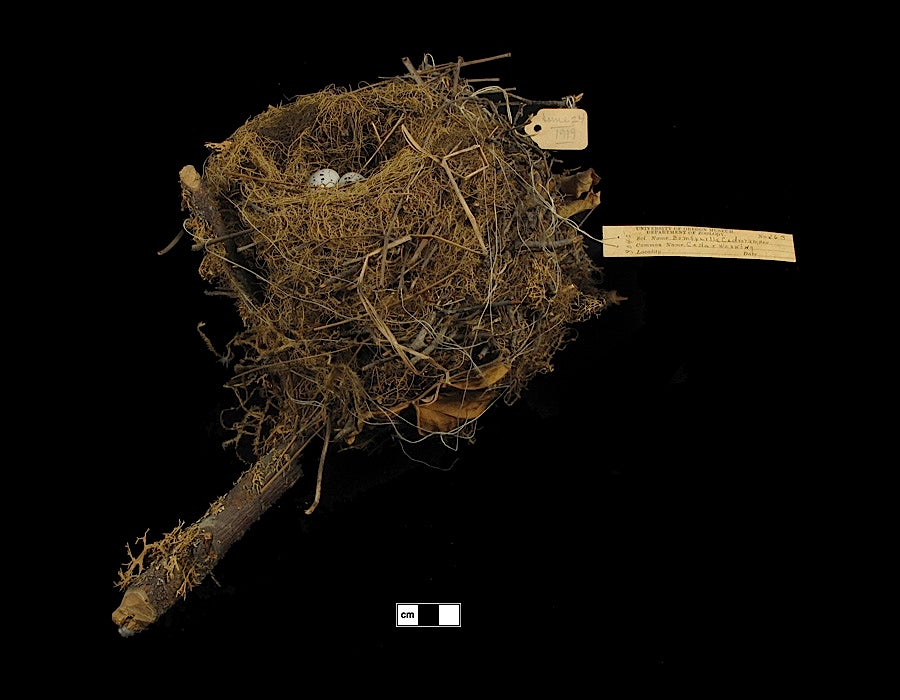 Bird Nests - Types, Material, & How You Can Help - Buffalo Bill Center of  the West