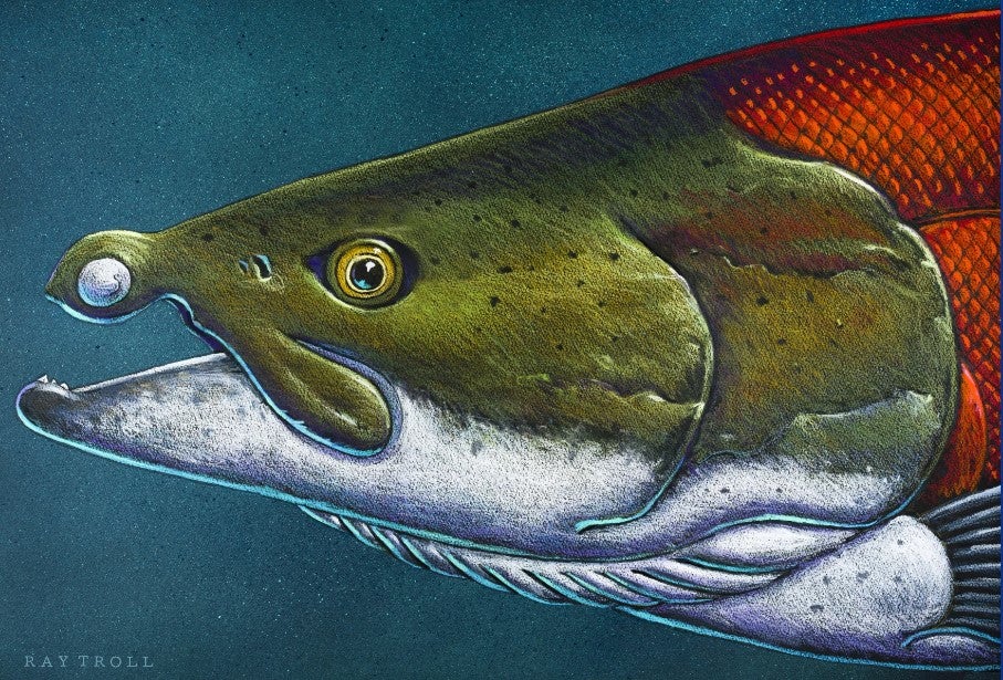 A spike-toothed salmon.