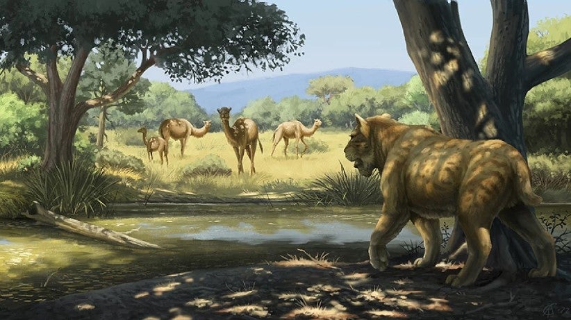 Illustration of a saber-toothed cat stalking camels.