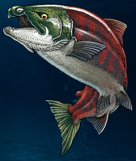 Spike Toothed Salmon 