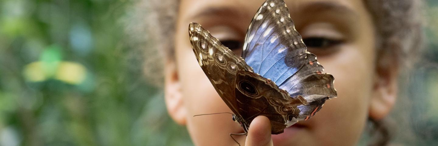 A child of mixed race gazing at a blue and gray butterfly who has landed on their finger
