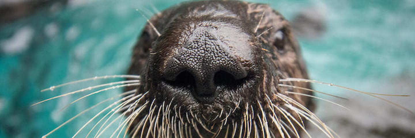 A sea otter at the Oregon Zoo