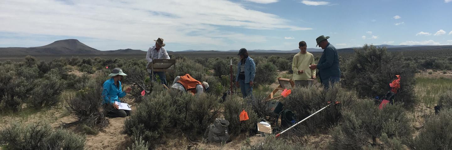 A group of people work in the sagebrush and desert scrub of the Northern Great Basin. 