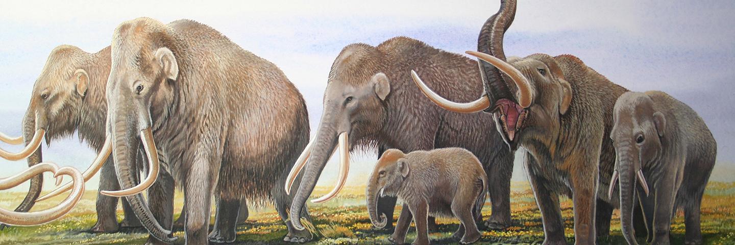 An illustration of a family of woolly mammoths drinking from a Pleistocene lake