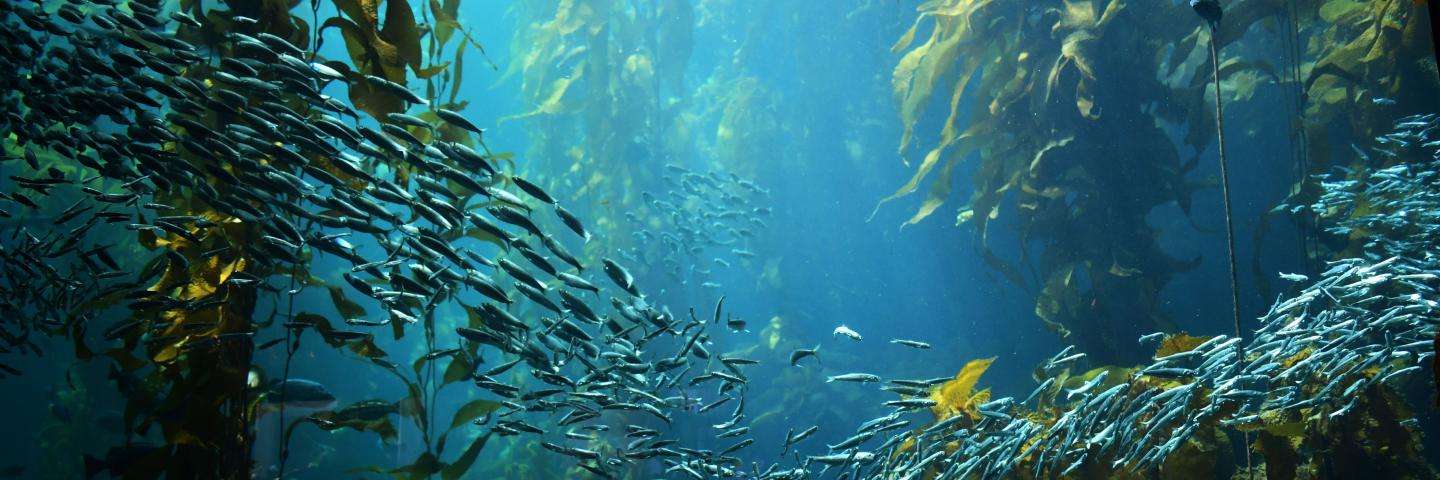Underwater landscape with kelp and fish