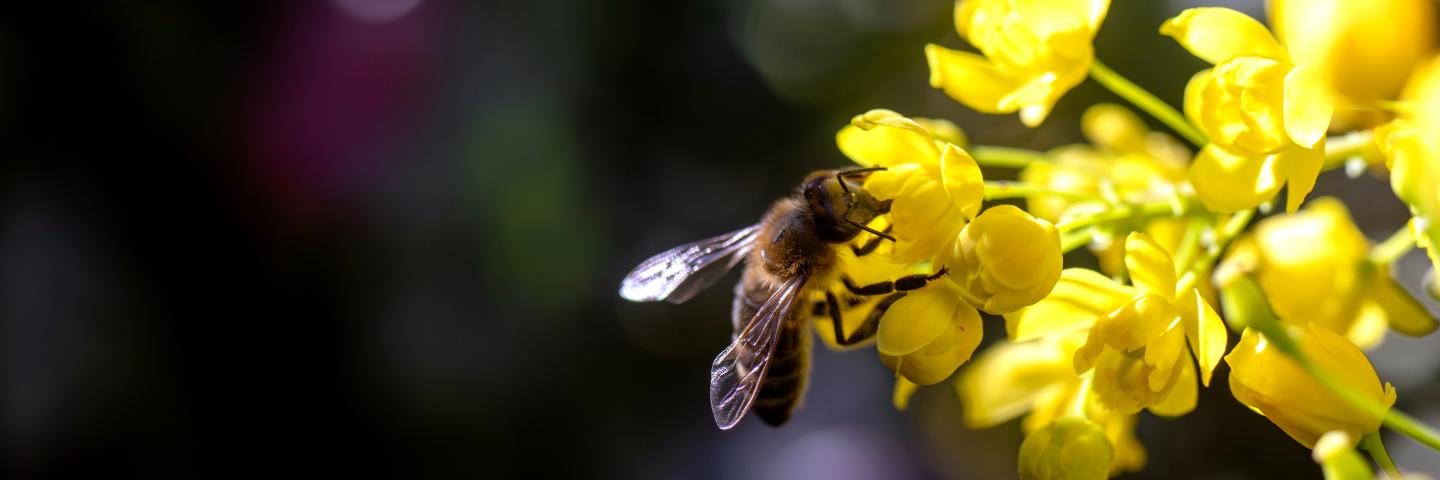 A bee sits on a flower