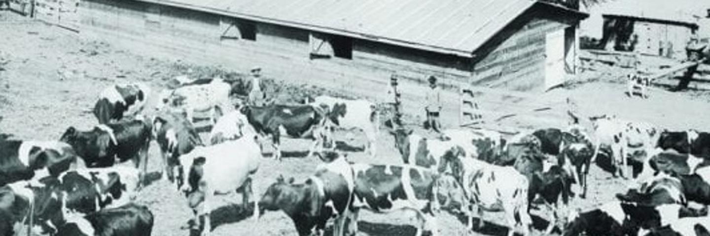 Black and white photo of farm with cows