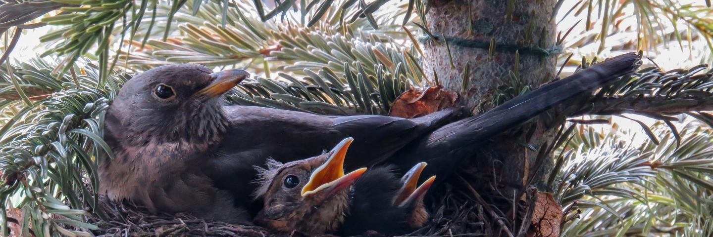 Birds in a nest