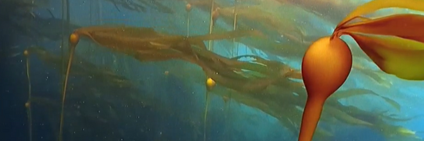 Photo of Kelp
