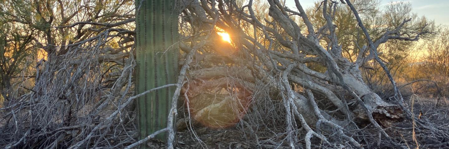 The sun sets behind a Saguaro cactus and pile of sunbleached tree branches stacked in a foreboding manner