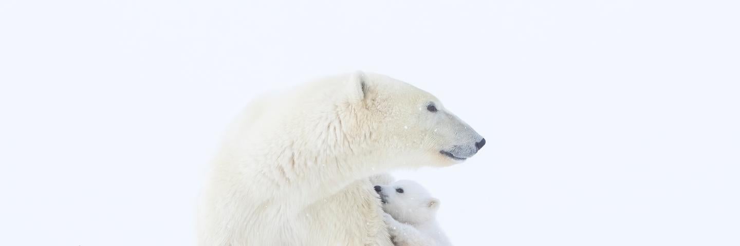 An adult polar bear with two polar bear cubs climbing all over them
