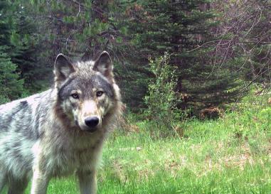 A wolf looks into the camera in an Oregon forest