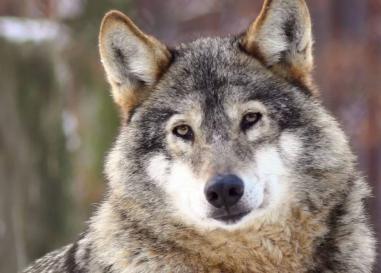 Headshot of wolf looking at camera