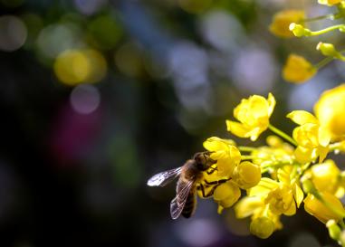 A bee sits on a flower