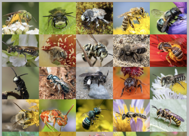 A colorful collage of bees