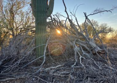 The sun sets behind a Saguaro cactus and pile of sunbleached tree branches stacked in a foreboding manner