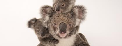 Mama koala with two little koalas on her back.