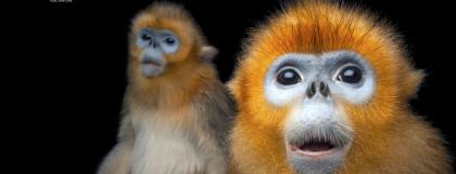 Two golden snub-nosed monkeys