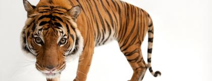 Malayan Tiger looking at camera with white background