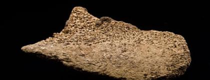 12,000 year old bison horn core possible bone tool