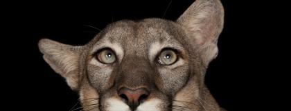 Headshot of puma on black background