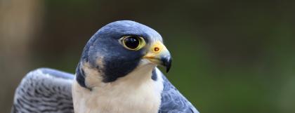 Peregrine falcon
