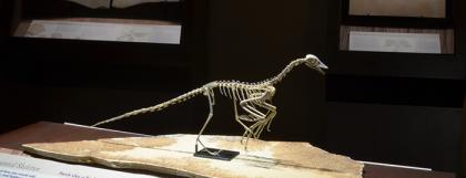 Dinosaurs Take Flight