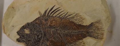 Fish fossil