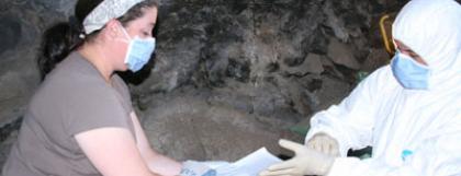 Coprolite collection procedures