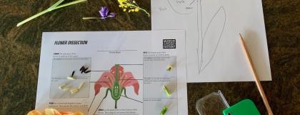 Flower dissection activity