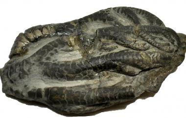 Criniod: Forbesiocrinus ramulosus calyx and arms (view one)