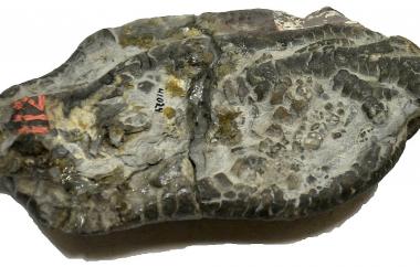 Criniod: Forbesiocrinus ramulosus calyx and arms (view two)